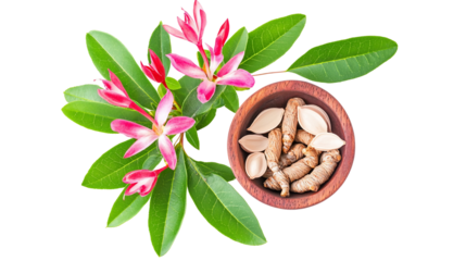 Andrographis paniculata isolated on transparent background offers a unique view of this powerful medicinal plant, known for its immune-boosting and anti-inflammatory properties.