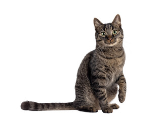 Classic tabby house cat, sitting up side ways. with one paw playful in air. Looking towards camera. Isolated cutout on a transparent background.