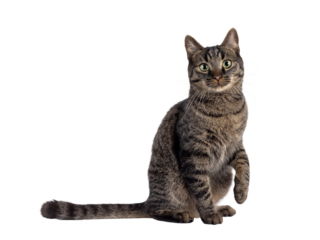 Classic tabby house cat, sitting up side ways. with one paw playful in air. Looking towards camera. Isolated cutout on a transparent background.
