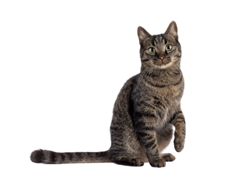 Classic tabby house cat, sitting up side ways. with one paw playful in air. Looking towards camera. Isolated cutout on a transparent background.