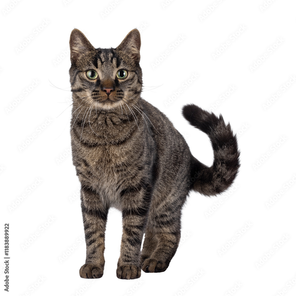 Poster classic tabby house cat, standing facing front. looking towards camera. isolated cutout on a transpa