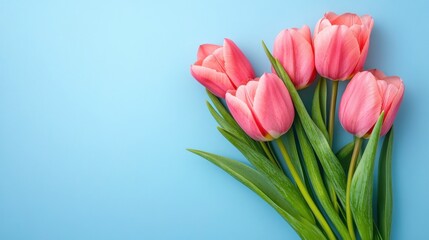 Fototapeta premium Delicate pink tulips on a pastel blue background.