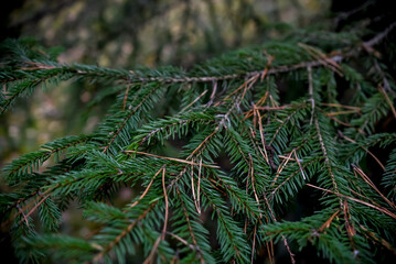 Spruce tree branches in the dark forest