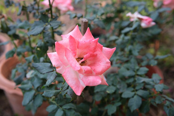 Orange rose with garden background.