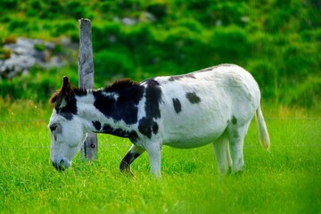 A black and white donkey grazes peacefully in a lush green pasture under a clear blue sky. The donkey is facing left, munching on fresh grass, showcasing its unique markings and calm demeanor.