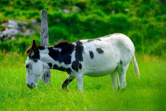 A black and white donkey grazes peacefully in a lush green pasture under a clear blue sky. The donkey is facing left, munching on fresh grass, showcasing its unique markings and calm demeanor.