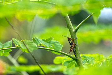 Little grasshopper perched on branch. Macro photo grasshopper against beautiful green leaves, green environment, green nature