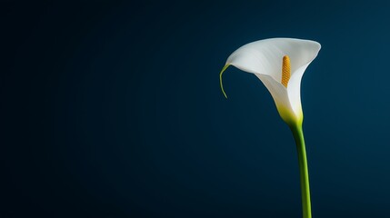 Single White Calla Lily Flower with Minimalist and Elegant Design