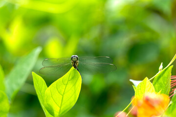 Dragonfly perched on the tip of a leaf. Macro photo of dragonfly front view against bright green color