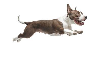 Bullterrier dog joyfully jumping in a playful pose at home