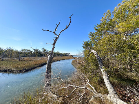 Tranquil coastal landscape with wetland marsh, clear sky, and blue ocean  - Powered by Adobe