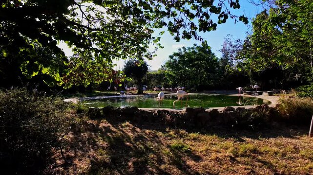 A serene pond surrounded by trees with flamingos at the Attica Zoological Park
