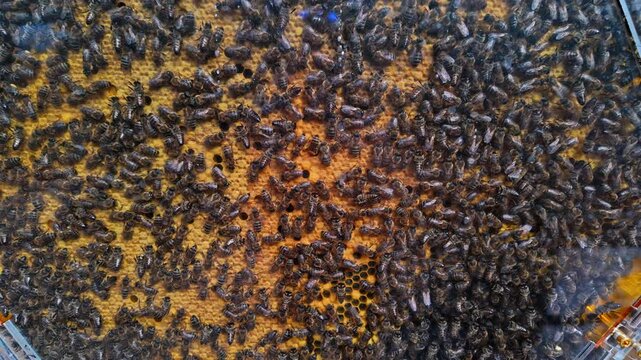 A bustling beehive on honeycomb, filmed at Attica Zoological Park in Greece