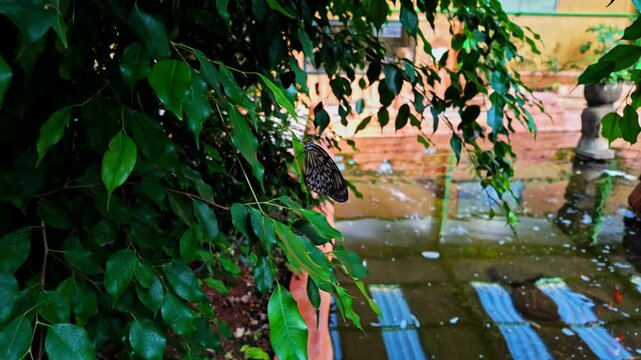 A butterfly rests on lush green leaves near reflective water in Spata, Greece