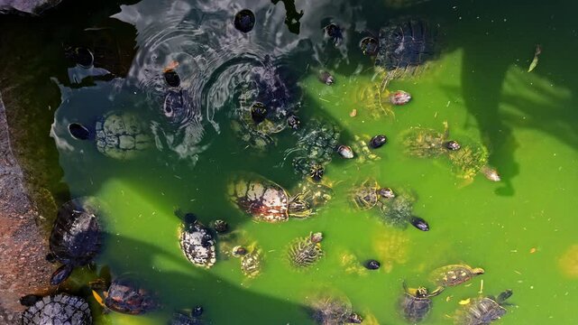 A group of turtles swimming in a green pond at Attischer Zoologischer Park, Greece
