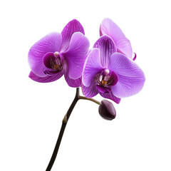 Fototapeta premium Vibrant Purple Orchid on White Surface, a striking single bloom with an elegant long stem, perfect for digital design and backgrounds