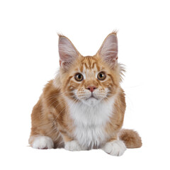 Adorable red with white Maine Coon cat, laying down facing front. Looking to camera with sweet expression. Isolated cutout on a transparent background.