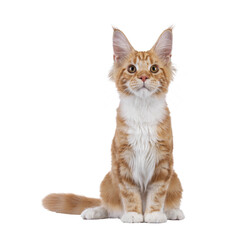 Adorable red with white Maine Coon cat, sitting up facing front. Looking above camera with sweet expression. Isolated cutout on a transparent background.