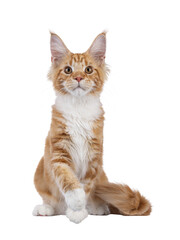 Adorable red with white Maine Coon cat, sitting up facing front. Looking to camera with sweet expression. One paw playfully up. Isolated cutout on a transparent background.