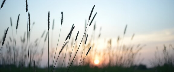 Obraz premium Silhouetted grasses at sunset. Golden hour light creates a peaceful, natural scene.