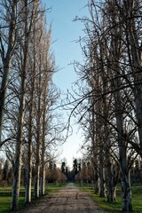 Obraz premium Serene pathway lined with tall trees in winter.