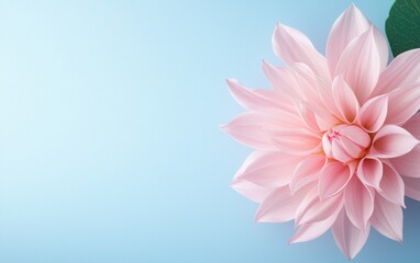 A vivid pink flower with delicate petals isolated against a plain white surface, capturing its organic beauty and vibrant color