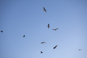 Fototapeta premium Majestic flock of gull seagull soars through a blue sky sky. Close up photo.