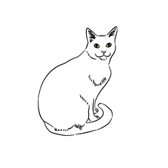 Cat line art with many pose - coloring book 