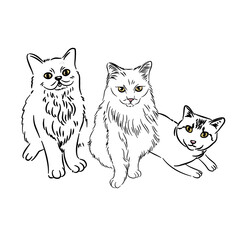 Cat line art with many pose - coloring book 