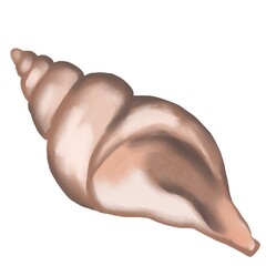 Hand drawn illustration of shells, clam shell in moch mousse beige brown colors, ocean sea underwater wildlife animals. Nautical summer beach design, coral reef life nature.