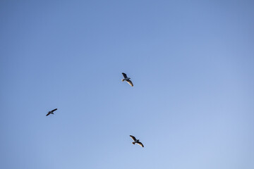 Majestic three gull seagull soars through a blue sky sky. Close up photo.