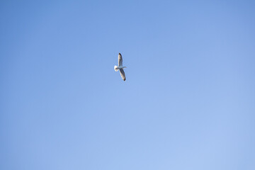 Obraz premium A majestic gull seagull soars through a blue sky sky. Close up photo.