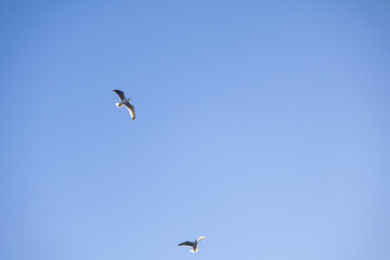 Obraz premium Majestic two gull seagull soars through a blue sky sky. Close up photo.