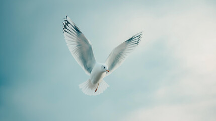 Obraz premium Sea gull in flight.