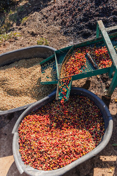 Coffee cherry pulping machine farmer. coffee bean machine process. Dry organic beans in coffee milling process. Process Harvest coffee beans to have their pulp remove. Farmer using a cherry pulping