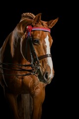 Portrait of a chestnut horse with braided mane and decorative bridle against a black background