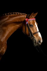 Portrait of a chestnut horse with braided mane and decorative bridle against a black background.
