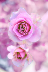 Flower Series : Close Up Shot of Montmartre roses