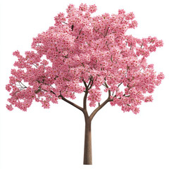 Fototapeta premium pink cherry tree