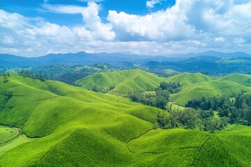 Obraz premium Verdant Tea Plantations Rolling Hills Scenic Landscape
