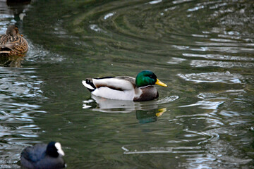 Stockente im Winter auf dem Wasser neben Eis