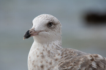 Close-up of a gull in the port of Essaouira in Morocco