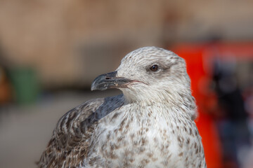 Close-up of a gull in the port of Essaouira in Morocco