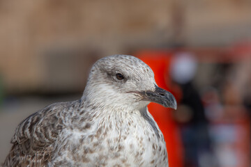 Close-up of a gull in the port of Essaouira in Morocco