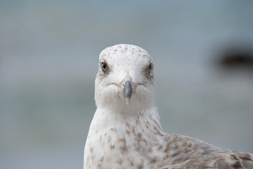 Close-up of a gull in the port of Essaouira in Morocco