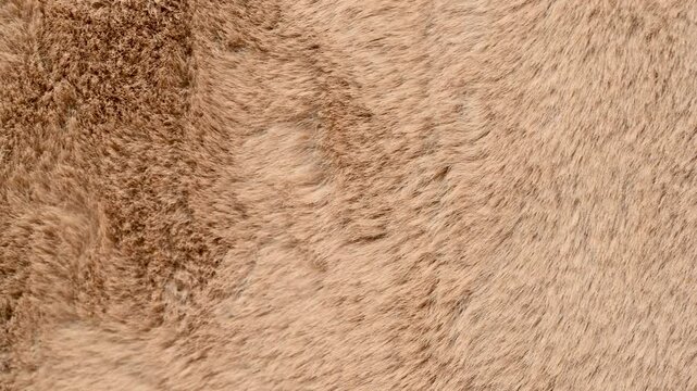 beige rabbit fur background
