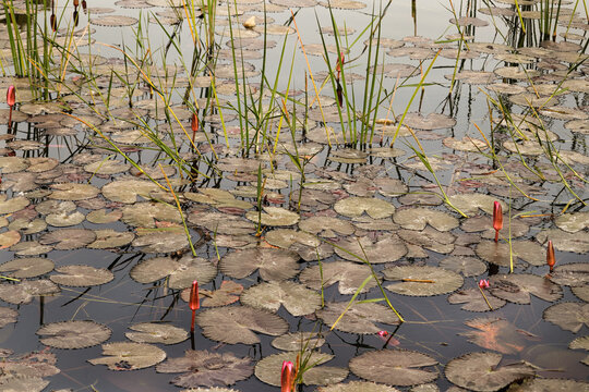Field of beautiful lotus at gir forest. Open travel season of red lotus:Nelumbo nucifera field. Beautiful nature landscape in morning time. lotus talab lake in gujrat India.