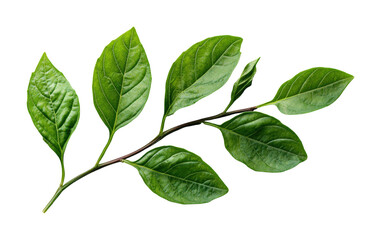 Obraz premium Fresh basil leaves on food high fidelity nature close-up culinary herb isolated on transparent background png