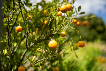 open community garden growing flowers and vegetables with families and children exploring nature in australia