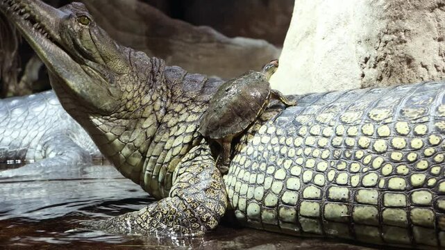 The Indian roofed turtle - Pangshura tecta, climbs on The gharial (Gavialis gangeticus)